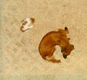 The cat and the dog .....